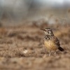 Skrivan dudkovity - Alaemon alaudipes - Greater Hoopoe-Lark o0202